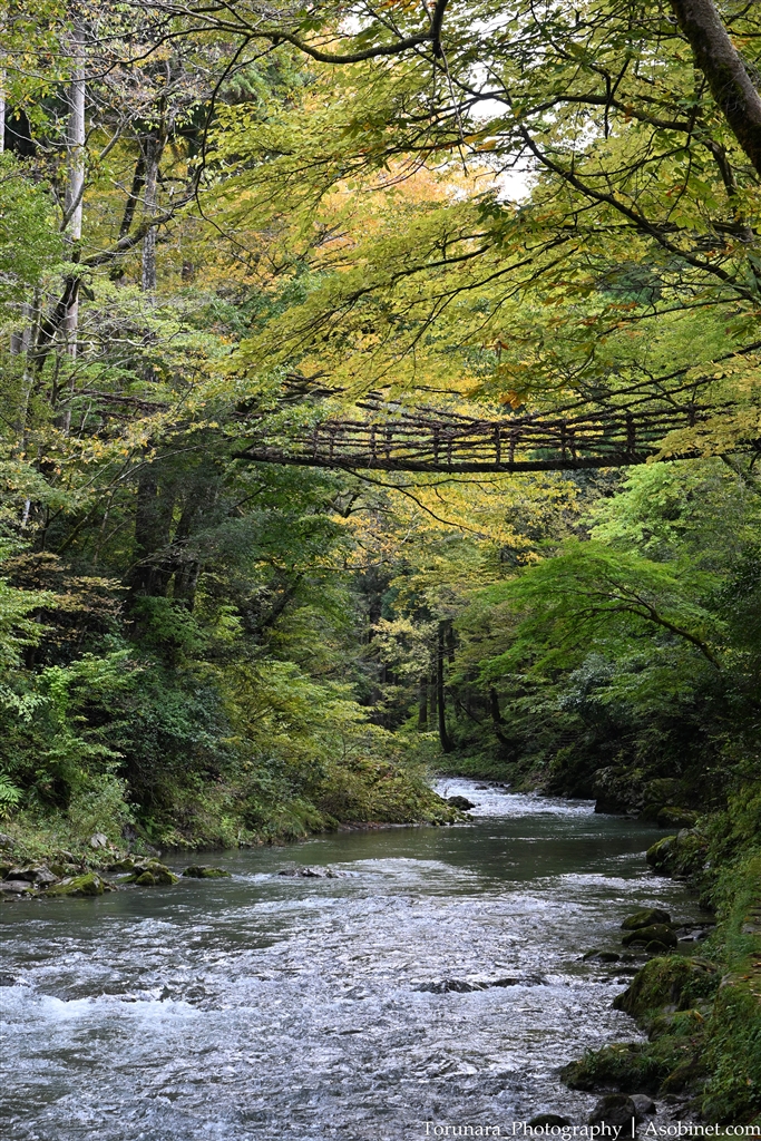 NIKKOR Z DX 16-50mm f/2.8 VR r[摜