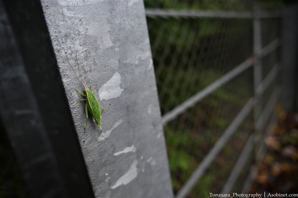 NIKKOR Z DX 16-50mm f/2.8 VR r[摜