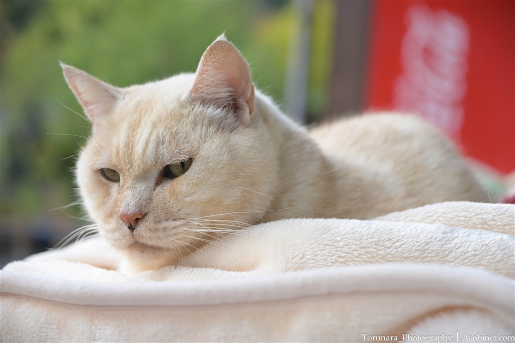 NIKKOR Z DX 16-50mm f/2.8 VR r[摜