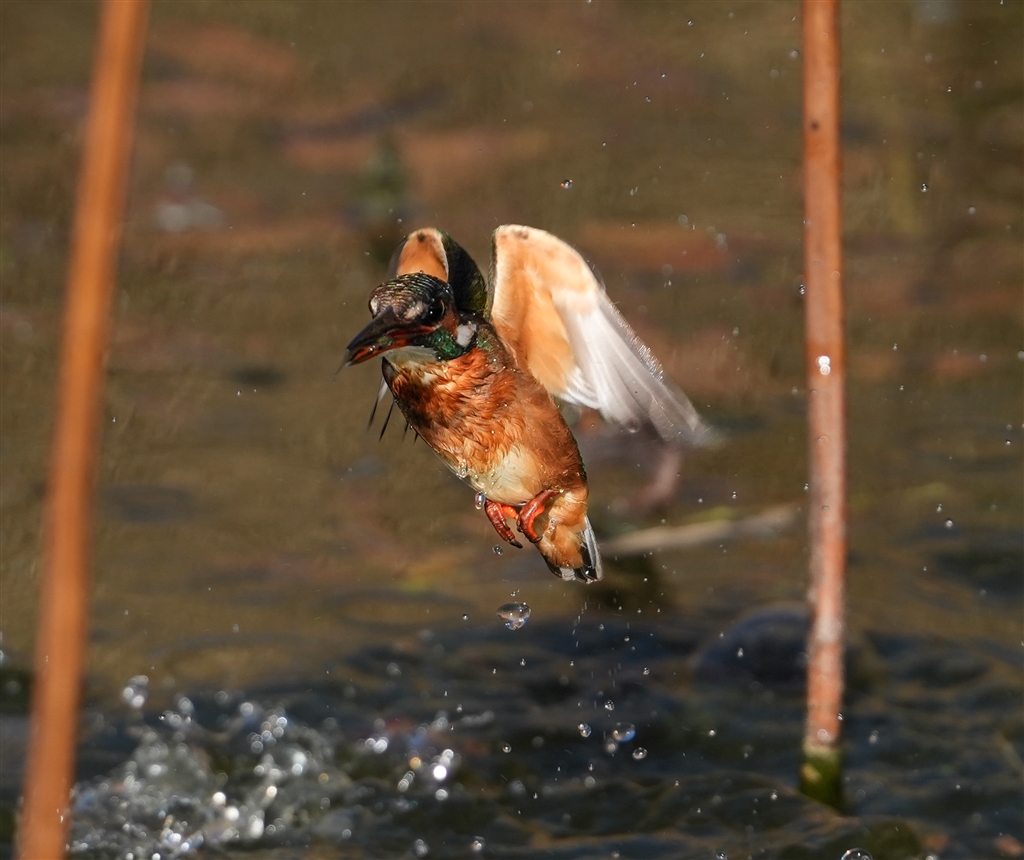 ��7 V ILCE-7M5 �{�f�B ���r���[�摜