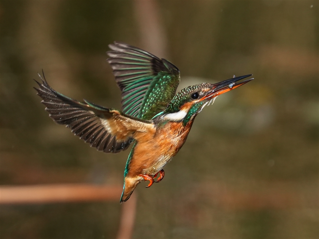 ��7 V ILCE-7M5 �{�f�B ���r���[�摜