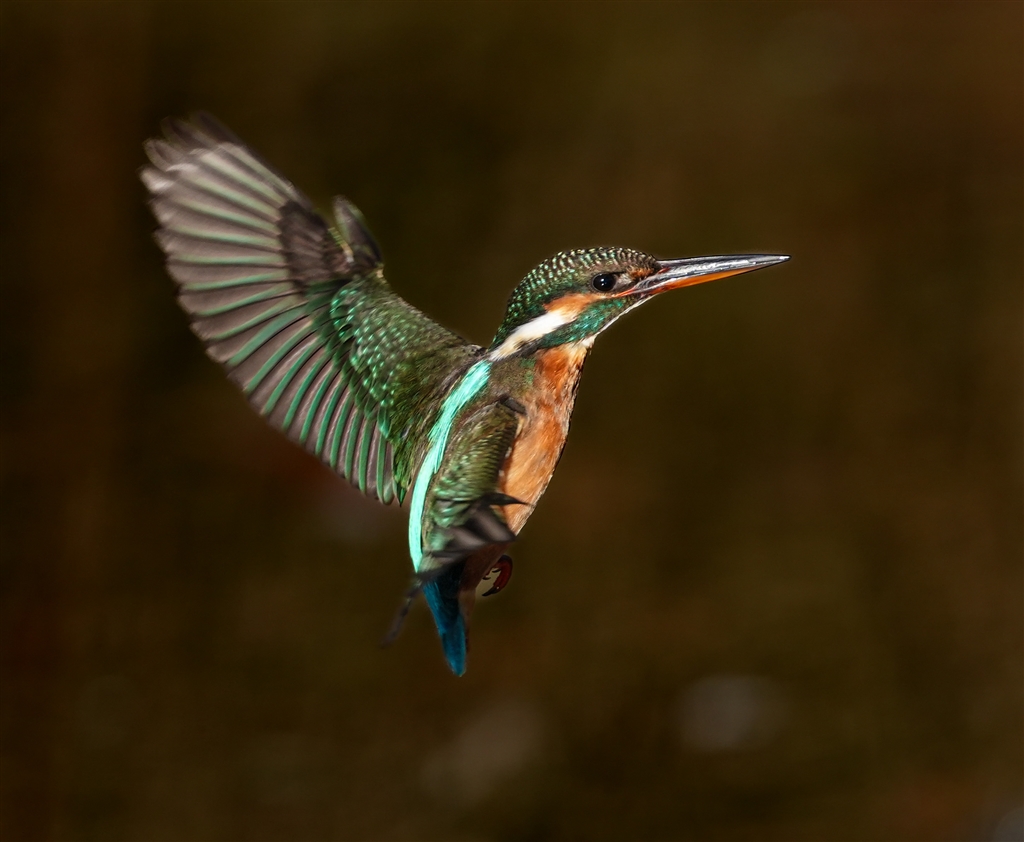 ��7 V ILCE-7M5 �{�f�B ���r���[�摜