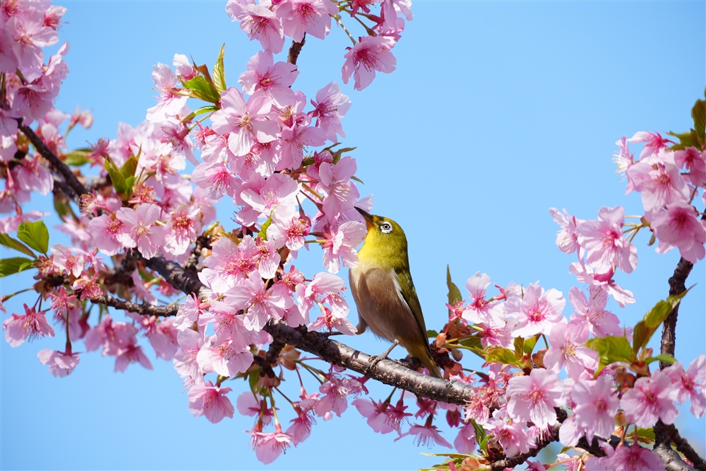 ��7 V ILCE-7M5 �{�f�B ���r���[�摜