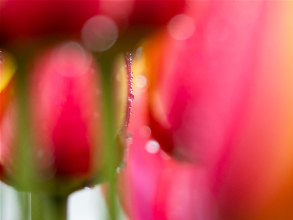 LUMIX DMC-FZ300 ���r���[�摜
