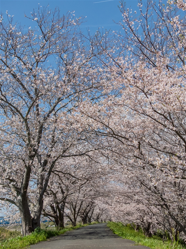 LUMIX DMC-FZ300 ���r���[�摜