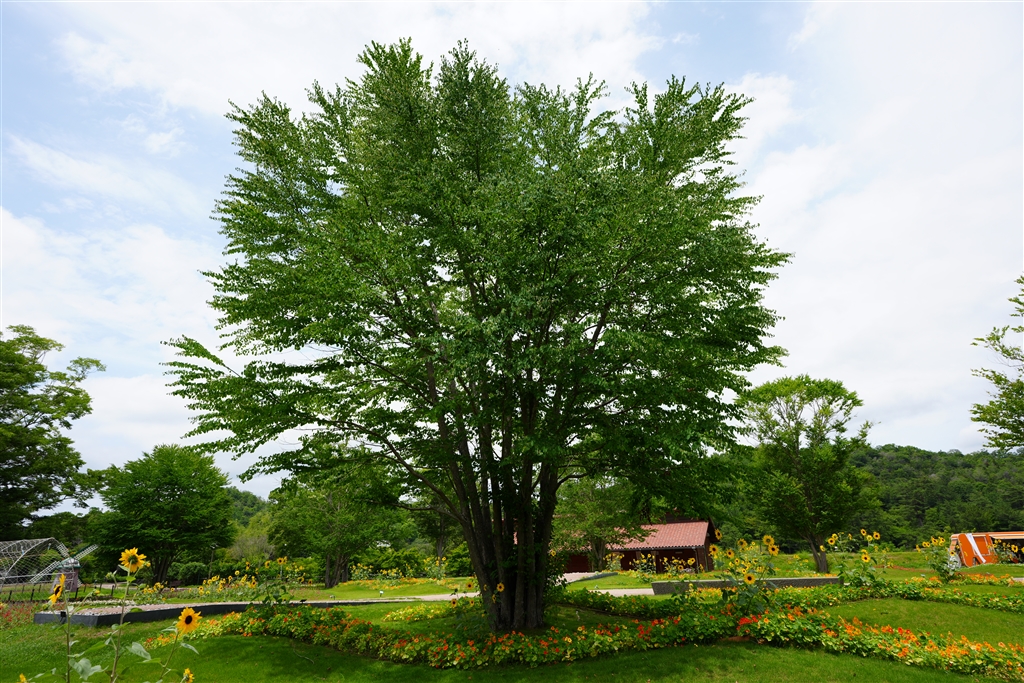 ��7R VI ILCE-7RM6 �{�f�B ���r���[�摜