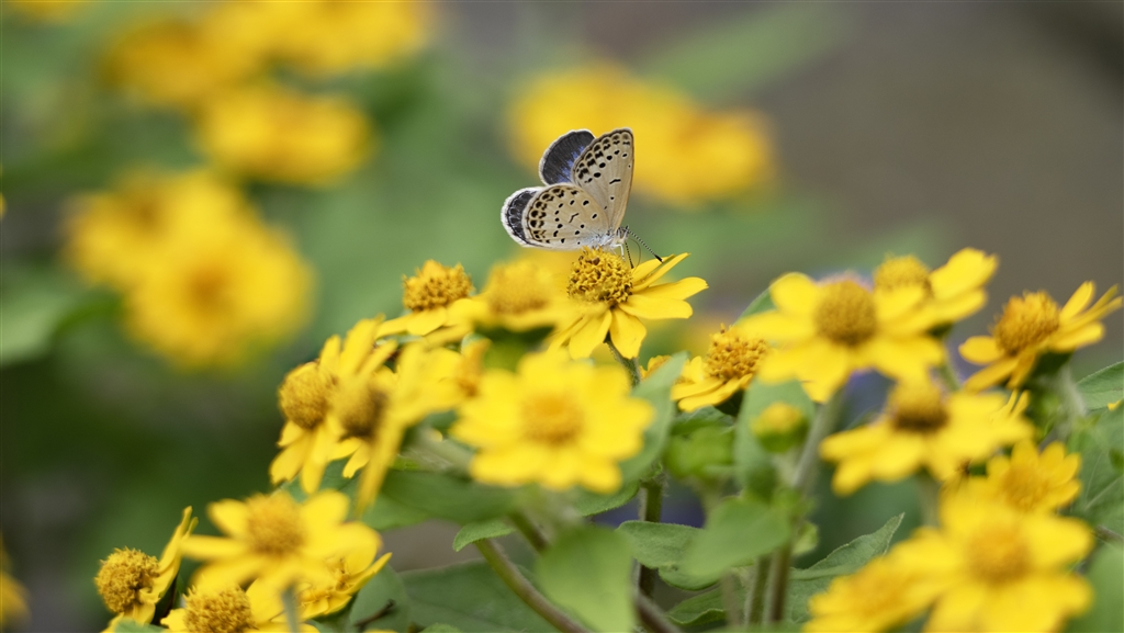 FE 100-400mm F5.6-8 OSS SEL100400 ���r���[�摜