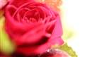 EF50mm F1.8 IIExtensionTubeEF25Ugp
