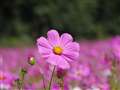 06 Telephoto zoom f/2.8
