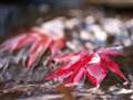 45/2.8@macro