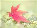 45/2.8@macro