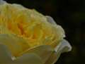 45/2.8@macro