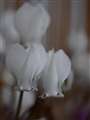 45/2.8@macro