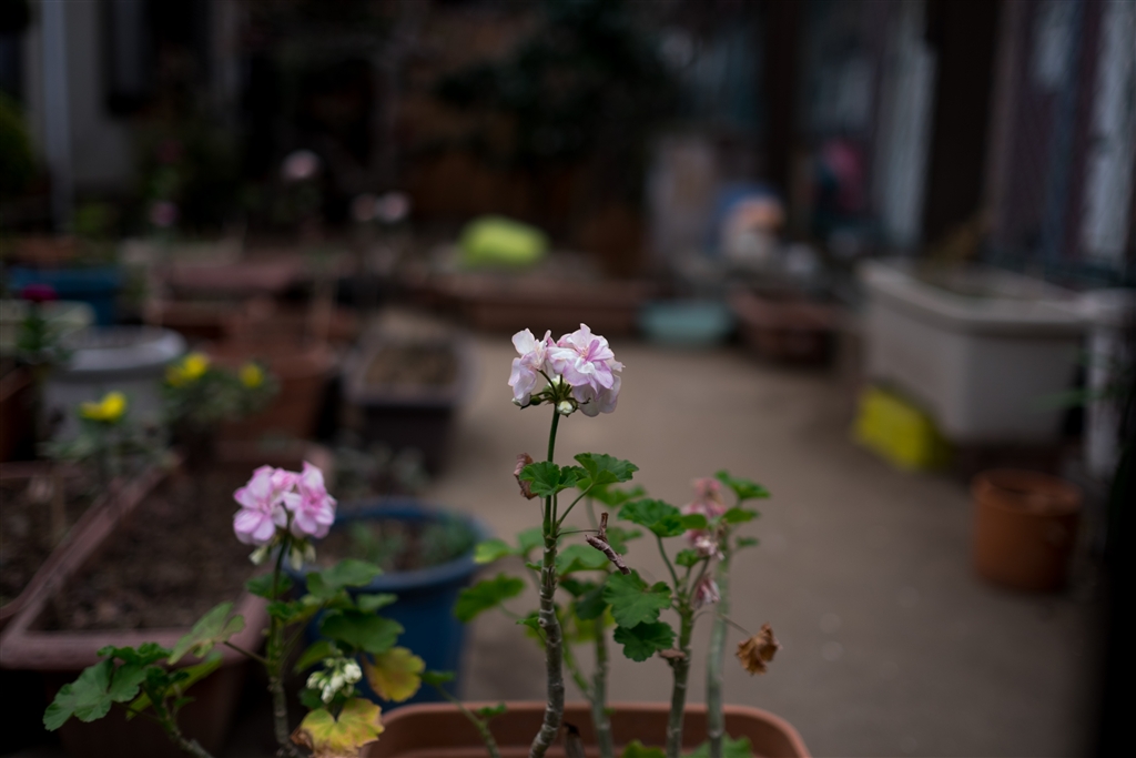 価格 Com ｆ1 4 富士フイルム フジノンレンズ Xf23mmf1 4 R Koji987さんのレビュー 評価投稿画像 写真 Xf23ｍｍ X E2で