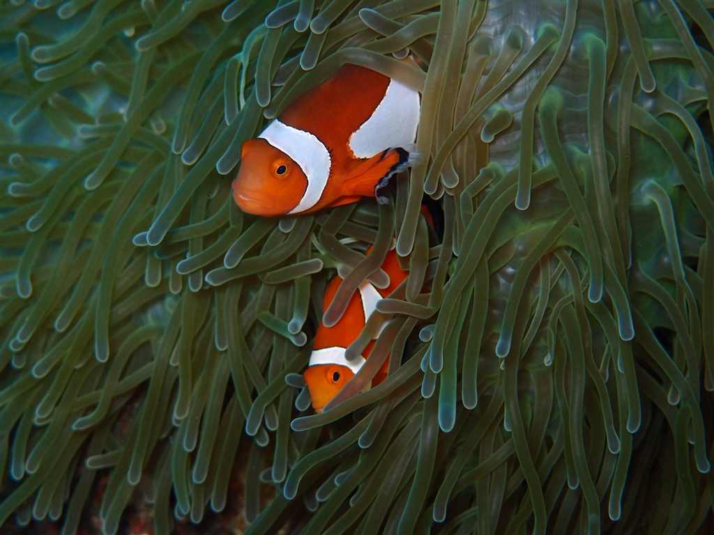 価格.com - 『XZ-1のマクロモード。初めての撮影でこの画像はびっくり