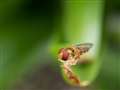 ED 50mm F2.0 Macro