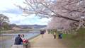 Cherry Blossoms in KYOTO