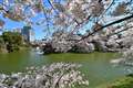 千鳥が淵の桜