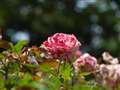 Leica14-150@]