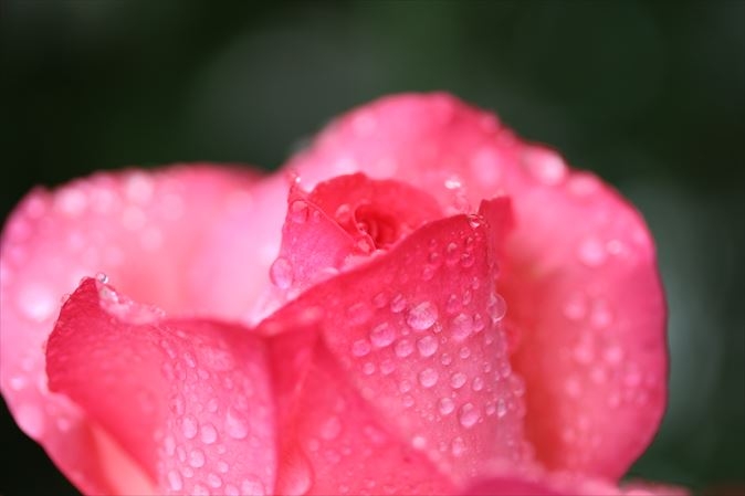 価格 Com 自宅バラ ピンクパンサー 雨上がり ５月 Canon Ef S60mm F2 8 マクロ Usm やどれーぬさんのレビュー 評価投稿画像 写真 少し慣れてきたかな 17