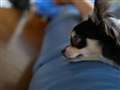 LEICA DG SUMMILUX 25mm/F1.4 annd GH4
