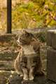 smc PENTAX-DA L50-200mm F4-5.6ED WR