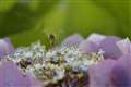V2 + Nikkor macro 60mm F2.8N - C