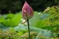  XF18-135mm�@135mm/��5.6