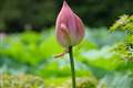 XF55-200 135mm�t��/f5.6