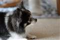 �\�}�̖�������܂��������オ���Ă��銴���́c���׋��������Ǝv���܂�(�E�E;)