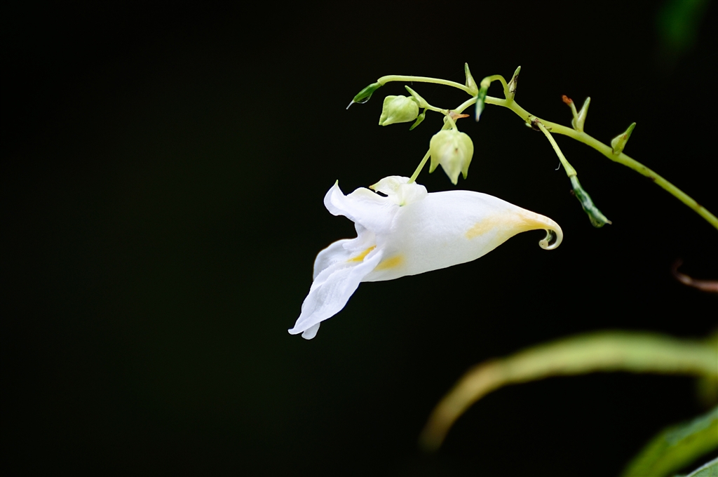 『1代目の写真です』ニコン D700 ボディ sekitoba_さんのレビュー・評価投稿画像・写真「代わりがない、大切なカメラ」[216467]