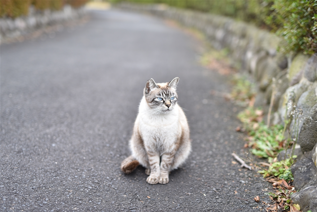 価格.com - シグマ 50mm F1.4 DG HSM [ニコン用] makochuさんの  