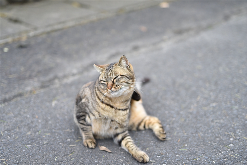 価格.com - シグマ 50mm F1.4 DG HSM [ニコン用] makochuさんの  