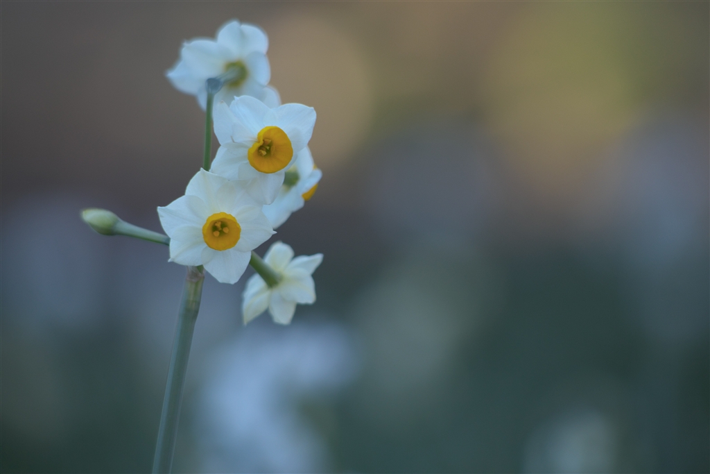 Canon - ❤️明るいくふんわりボケ感❤️Canon EF 50mm F1.8 Ⅱ❤️の+