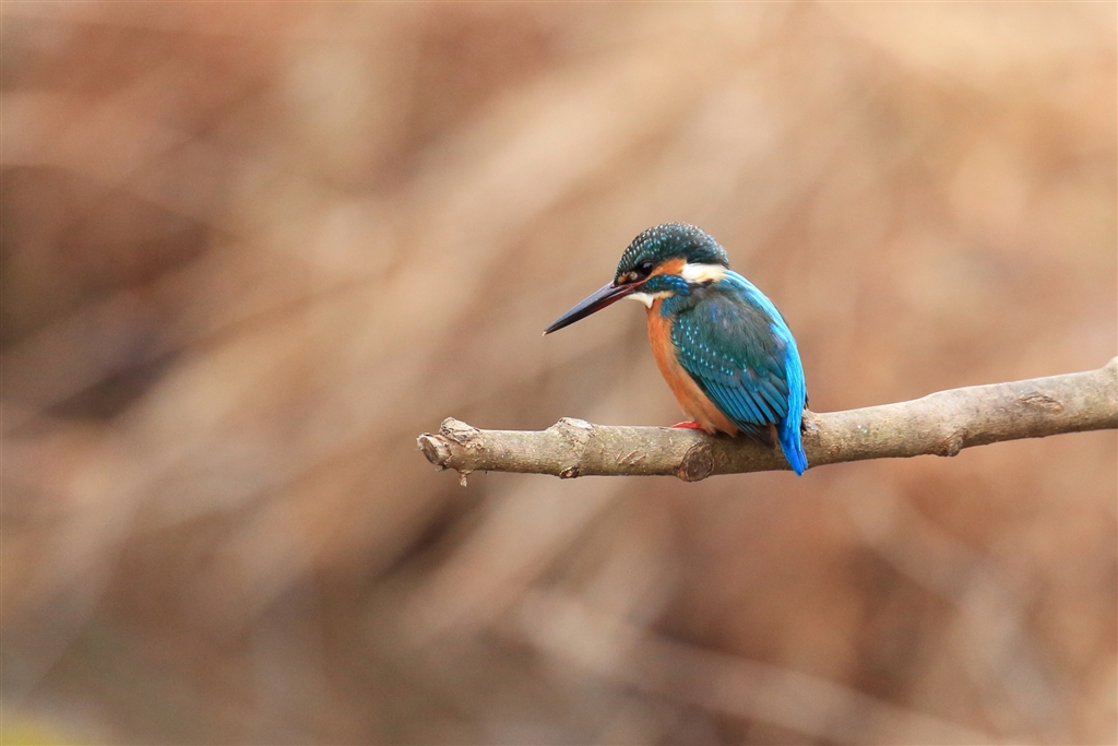 価格.com - 『カワセミ（野鳥は専門ではないですが…）』CANON