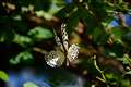 �@300mm�@AF21�_