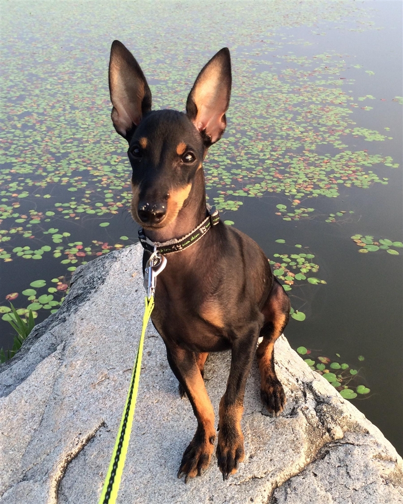 価格 Com John 小型犬 トイ マンチェスター テリア Tanny1101さんのレビュー 評価投稿画像 写真 オススメです