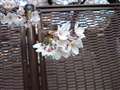 Xperia Z2A}jABeB