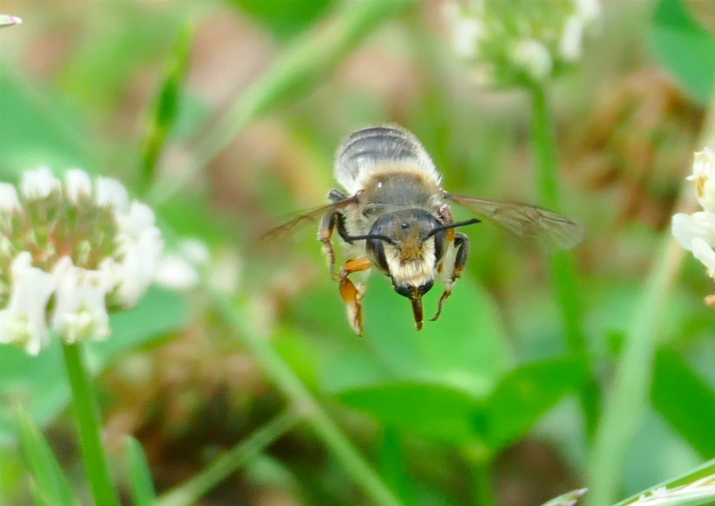 価格.com - 『ミツバチ(？)飛翔 お顔正面』パナソニック LUMIX DMC