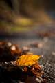 F1.8�i�J���A���]���̊��ɂ͊��܂�