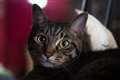 F1.8�i�J���A�L�B�背���Y�Ƃ��Ă��d��ł�
