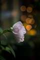 F1.8�i�J���A�ۃ{�P�̔����������Y�ł�