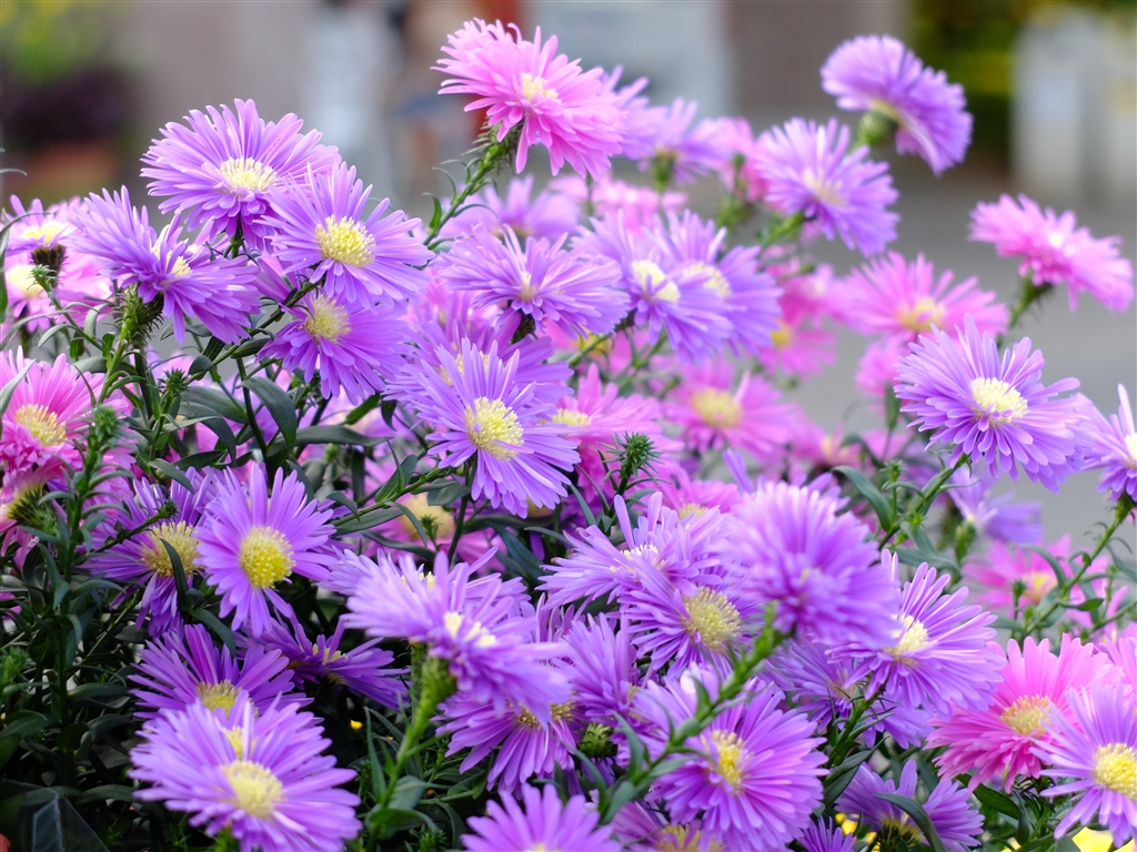 価格 Com きれいなお花 富士フイルム Fujifilm X30 Silver 写真撮影大好きさんのレビュー 評価投稿画像 写真 とても気に入っています