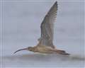 ホウロクシギというニワトリ大の浜の鳥(Fxで撮影し、不要部はカット、非縮小)