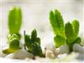 @s8mmA10mmx̐Ał