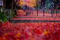 京都の紅葉