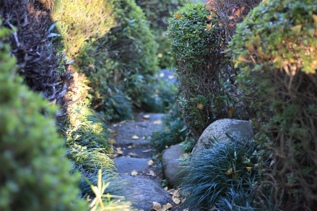 価格.com - 『F1.8で撮った写真ですがよくボケます』CANON EF50mm F1.8