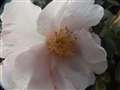 ڎʃ[hBȂAƂRfWςB
