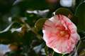 F5.6@195mm@␳