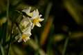 F5.6@300mm@-0.7␳